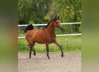 Koń czystej krwi arabskiej, Klacz, 8 lat, 153 cm, Gniada