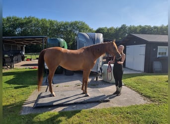 Koń czystej krwi arabskiej, Klacz, 8 lat, 153 cm, Kasztanowata