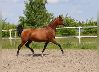 Koń czystej krwi arabskiej, Klacz, 8 lat, 154 cm, Gniada