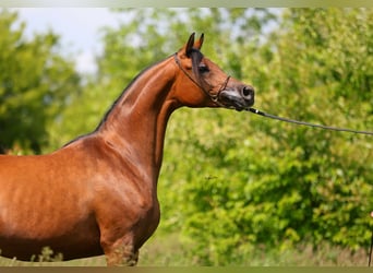 Koń czystej krwi arabskiej, Klacz, 8 lat, 154 cm, Gniada