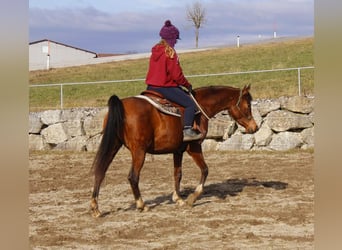 Koń czystej krwi arabskiej, Klacz, 8 lat, 154 cm, Gniada