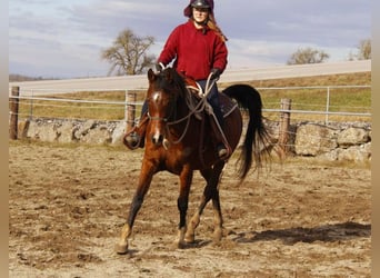 Koń czystej krwi arabskiej, Klacz, 8 lat, 154 cm, Gniada