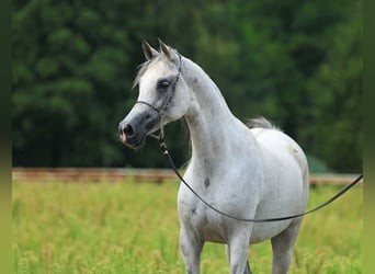 Koń czystej krwi arabskiej, Klacz, 8 lat, 154 cm, Siwa