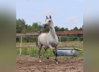 Koń czystej krwi arabskiej, Klacz, 8 lat, 154 cm, Siwa