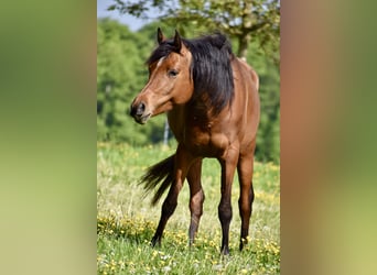 Koń czystej krwi arabskiej, Klacz, 8 lat, 155 cm, Gniada