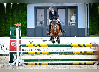 Koń czystej krwi arabskiej, Klacz, 8 lat, 155 cm, Gniada