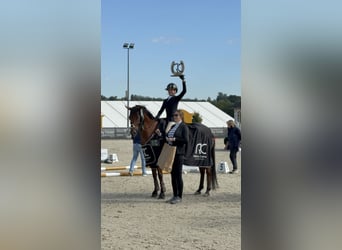 Koń czystej krwi arabskiej, Klacz, 8 lat, 155 cm, Gniada