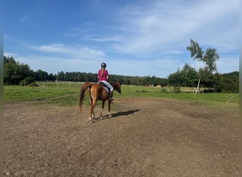 Koń czystej krwi arabskiej, Klacz, 8 lat, 155 cm, Kasztanowata