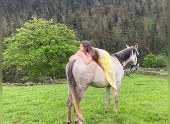 Koń czystej krwi arabskiej, Klacz, 8 lat, 155 cm, Siwa w hreczce