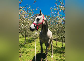Koń czystej krwi arabskiej, Klacz, 8 lat, 155 cm, Siwa w hreczce