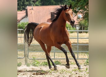 Koń czystej krwi arabskiej, Klacz, 8 lat, 157 cm, Gniada
