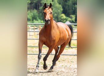 Koń czystej krwi arabskiej, Klacz, 8 lat, 157 cm, Gniada