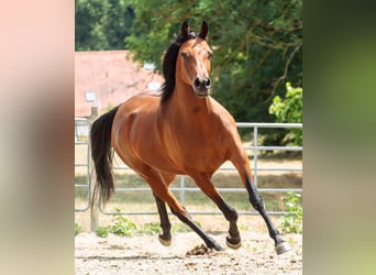 Koń czystej krwi arabskiej, Klacz, 8 lat, 157 cm, Gniada