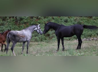 Koń czystej krwi arabskiej, Klacz, 8 lat, 158 cm, Biała