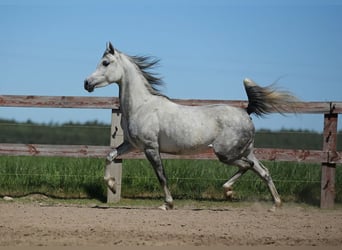 Koń czystej krwi arabskiej, Klacz, 8 lat, Siwa