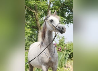 Koń czystej krwi arabskiej, Klacz, 8 lat, Siwa