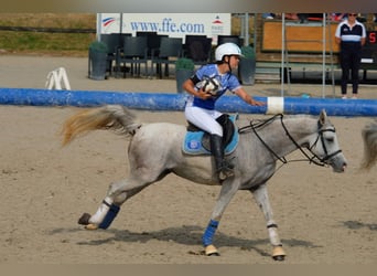 Koń czystej krwi arabskiej, Klacz, 9 lat, 147 cm, Siwa