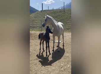Koń czystej krwi arabskiej, Klacz, 9 lat, 148 cm, Siwa