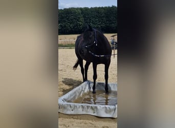 Koń czystej krwi arabskiej, Klacz, 9 lat, 149 cm, Rabicano