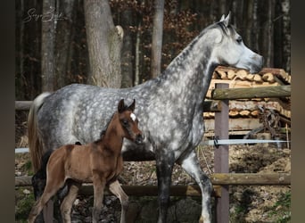 Koń czystej krwi arabskiej, Klacz, 9 lat, 150 cm, Siwa