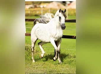 Koń czystej krwi arabskiej, Klacz, 9 lat, 150 cm, Siwa