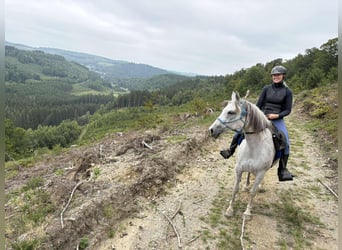 Koń czystej krwi arabskiej, Klacz, 9 lat, 150 cm, Siwa w hreczce