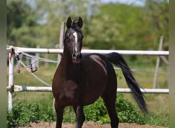 Koń czystej krwi arabskiej, Klacz, 9 lat, 152 cm, Kara