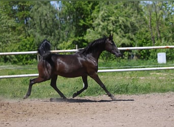 Koń czystej krwi arabskiej, Klacz, 9 lat, 152 cm, Kara