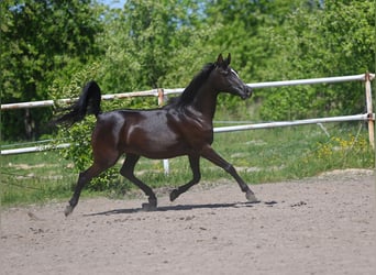 Koń czystej krwi arabskiej, Klacz, 9 lat, 152 cm, Kara