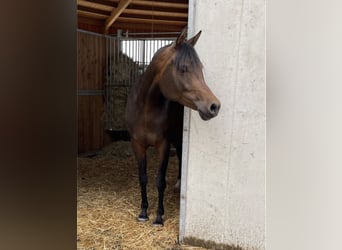 Koń czystej krwi arabskiej, Klacz, 9 lat, 154 cm, Gniada