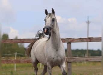 Koń czystej krwi arabskiej, Klacz, 9 lat, 154 cm, Siwa