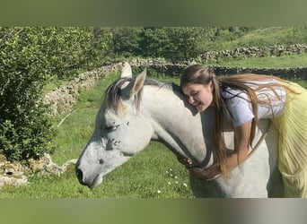 Koń czystej krwi arabskiej, Klacz, 9 lat, 155 cm, Siwa w hreczce