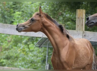 Koń czystej krwi arabskiej, Klacz, Źrebak (04/2024), 154 cm, Gniada