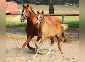 Koń czystej krwi arabskiej, Klacz, Źrebak (05/2025), 154 cm, Kasztanowata