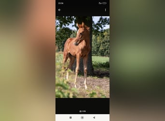 Koń czystej krwi arabskiej, Klacz, Źrebak (06/2025), 154 cm, Kasztanowata