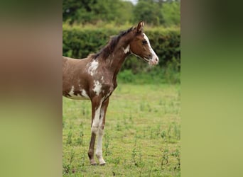 Koń czystej krwi arabskiej, Klacz, Źrebak (06/2026), 154 cm, Sabino