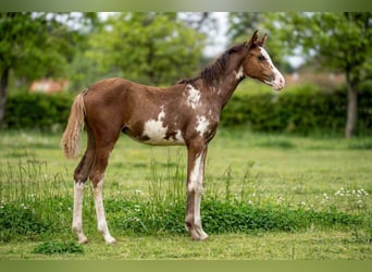 Koń czystej krwi arabskiej, Klacz, Źrebak (06/2026), 154 cm, Sabino