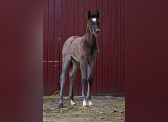 Koń czystej krwi arabskiej, Klacz, Źrebak (03/2024), 154 cm, Siwa