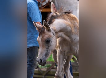 Koń czystej krwi arabskiej, Klacz, Źrebak (03/2024), 154 cm, Siwa