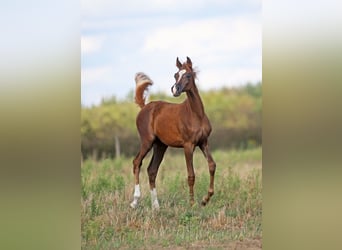 Koń czystej krwi arabskiej, Klacz, Źrebak (04/2025), 157 cm, Kasztanowata