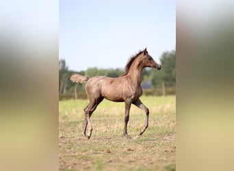Koń czystej krwi arabskiej, Klacz, Źrebak (05/2025), 157 cm, Siwa