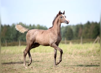 Koń czystej krwi arabskiej, Klacz, Źrebak (05/2025), 157 cm, Siwa
