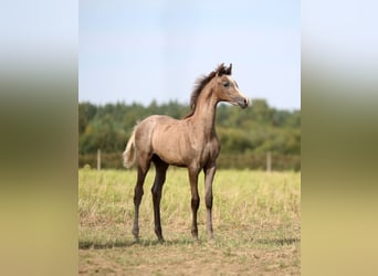 Koń czystej krwi arabskiej, Klacz, Źrebak (05/2025), 157 cm, Siwa