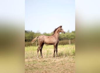 Koń czystej krwi arabskiej, Klacz, Źrebak (05/2025), 157 cm, Siwa