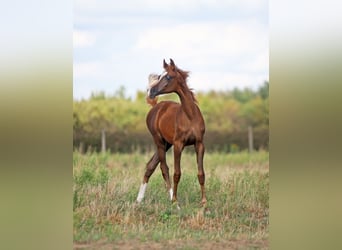 Koń czystej krwi arabskiej, Klacz, Źrebak (04/2025), Kasztanowata