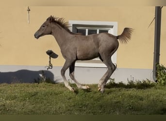 Koń czystej krwi arabskiej, Klacz, Źrebak (05/2025), Kasztanowatodereszowata