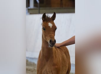 Koń czystej krwi arabskiej, Klacz, Źrebak (01/2025)