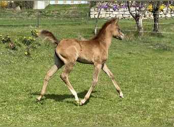 Koń czystej krwi arabskiej, Klacz, Źrebak (02/2023), Siwa