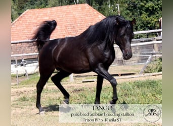 Koń czystej krwi arabskiej, Ogier, 10 lat, 150 cm, Ciemnogniada