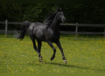 Koń czystej krwi arabskiej, Ogier, 11 lat, 154 cm, Kara